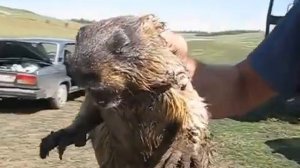 Как кричит сурок