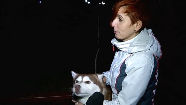 Хаски, мопс, немецкие овчарки - тяжело ли содержать породистых домашних питомцев? смотреть онлайн