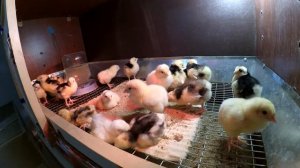 Клетка для перепелов // Размеры