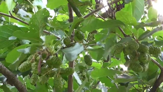 Ольха и дивные птичьи напевы [Alnus] смотреть онлайн