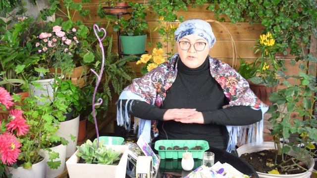 Правильный посев эустомы. Взойдет 100%! Как выращивать эустомы и когда начинать посевы смотреть онлайн