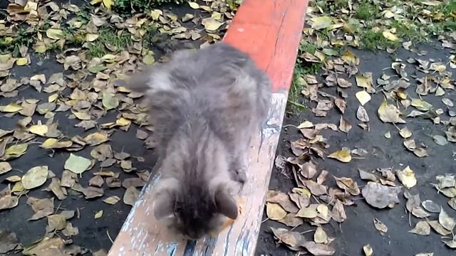 Кормим кошку феликсом смотреть онлайн