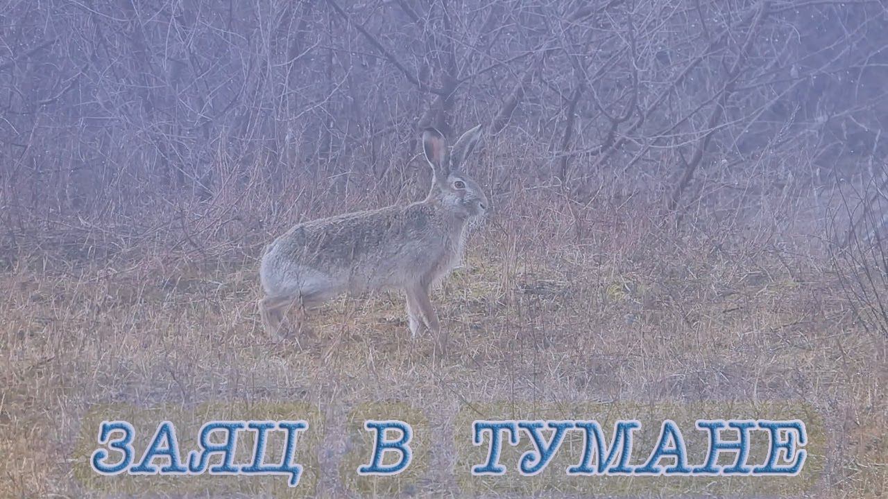 Заяц в тумане / Hare in fog. Заяц-русак (Lepus europaeus) смотреть онлайн