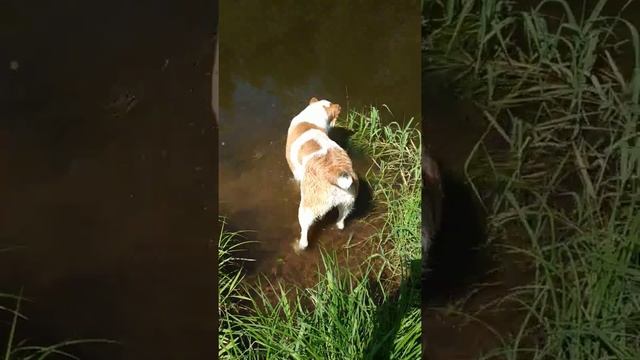 Плавающие собаки смотреть онлайн