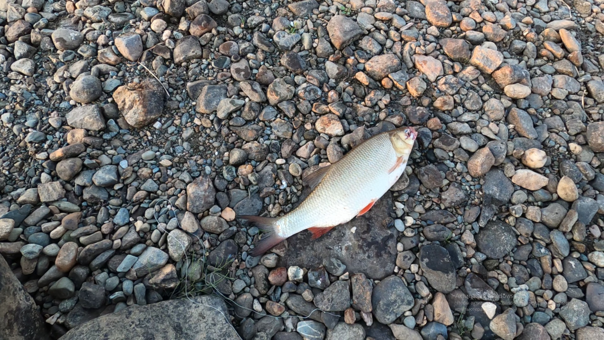 Поимка Язя (0,5 кг) на блесну р. Обь смотреть онлайн