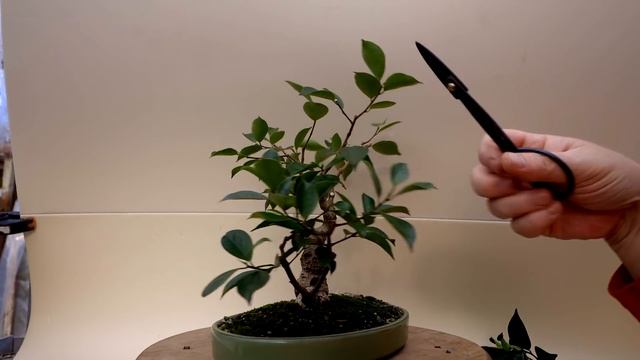 Ficus Friday, Pruning Two Trees, The Bonsai Zone, Dec 2021 смотреть онлайн