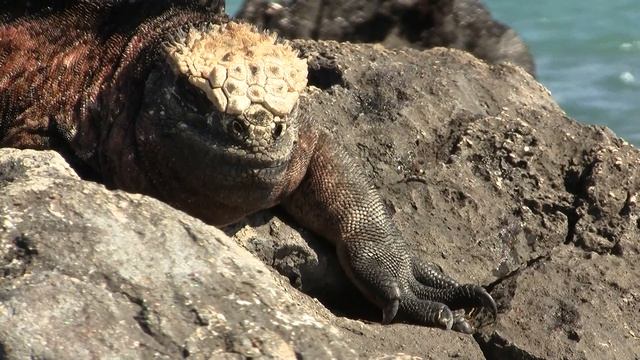 Marine Iguana "Sneezing". Морская игуана "чихает" (1341sp) смотреть онлайн