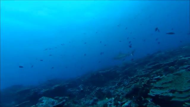 Diving Megajacks site at Palmyra Atoll смотреть онлайн