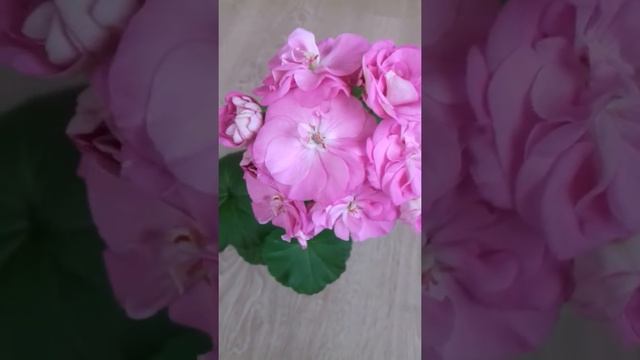 Пеларгония Ю-Дикая роза. смотреть онлайн