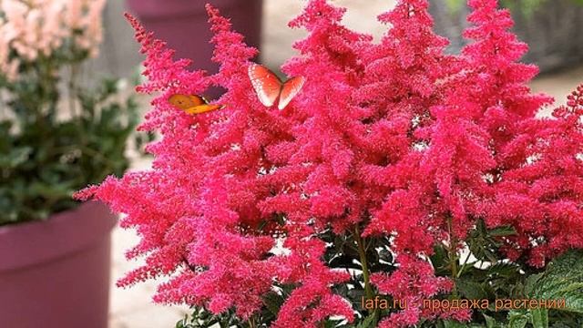 Астильба арендса Биг Бэнд ? арендса астильба Биг Бэнд обзор: как сажать, саженцы астильбы Биг Бэнд смотреть онлайн