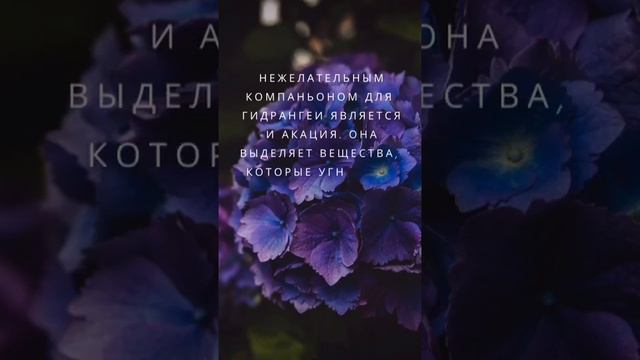 Нежелательные соседи для гортензии смотреть онлайн