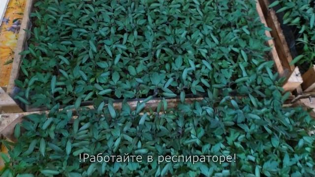 Рассада томатов у нас всегда крепкая и изумрудно-зелёного цвета! смотреть онлайн