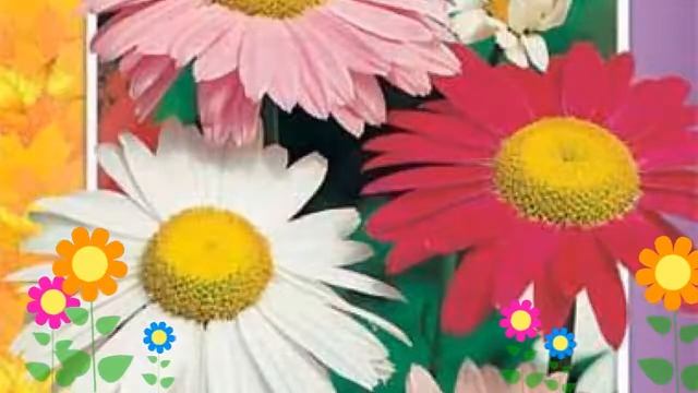 Пиретрум красный Гиганты Робинсона cмесь окрасок. Краткий обзор, описание характеристик смотреть онлайн