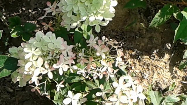 ГОРТЕНЗИЯ В САДУ: САМЫЕ НЕОБЫЧНЫЕ КРАСИВЫЕ СОРТА, ПОРАЖАЮЩИЕ смотреть онлайн