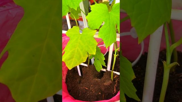 Люффа из семян.#люффа из семян#мочалка из люффы# смотреть онлайн