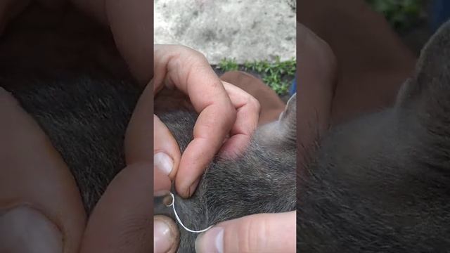 Как вытащить клеща ниткой / How to Remove a tick with a THREAD смотреть онлайн