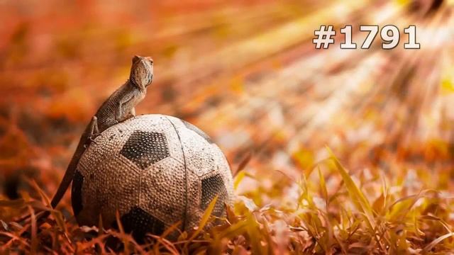 #1791. Ящерицы, игуаны и вараны (В мире животных) смотреть онлайн