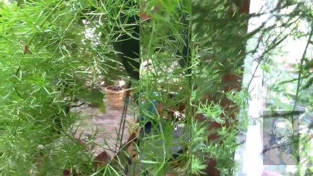 АСПАРАГУС. смотреть онлайн