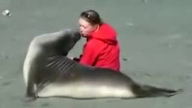 Копия видео Какой оказывается бывает морской лев смотреть онлайн