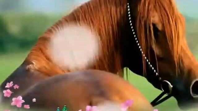 Самые красивые лошади! смотреть онлайн