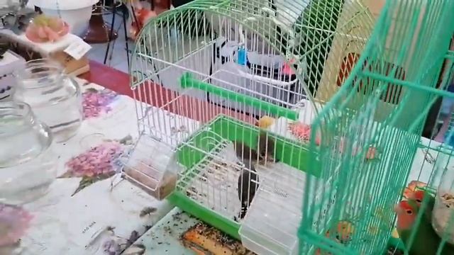 Влог: СПАСИБО ВАМ НАШИ ДРУЗЬЯ / ЛЕРЕ ПОВЕЗЛО/ КЛИПСА ЕСТ РЫБКУ смотреть онлайн