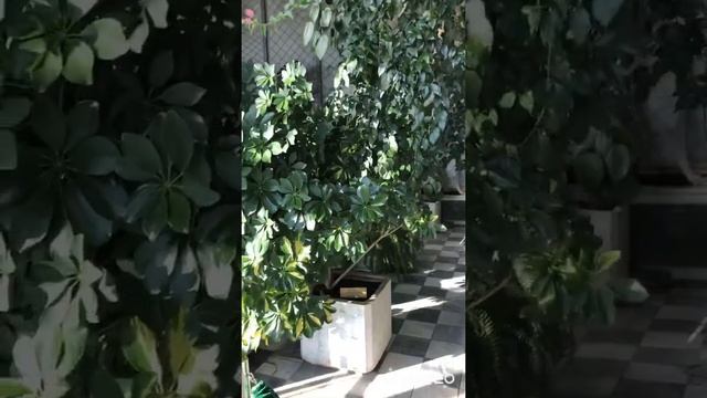 Воронцовский дворец смотреть онлайн