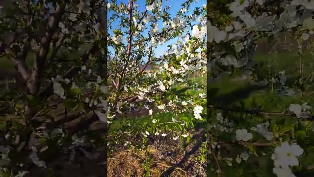 Цветение вишни сорта Молодёжная смотреть онлайн