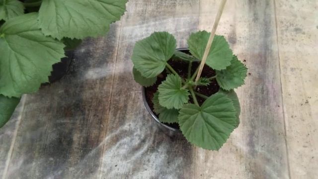 Королевы среди пеларгоний. смотреть онлайн