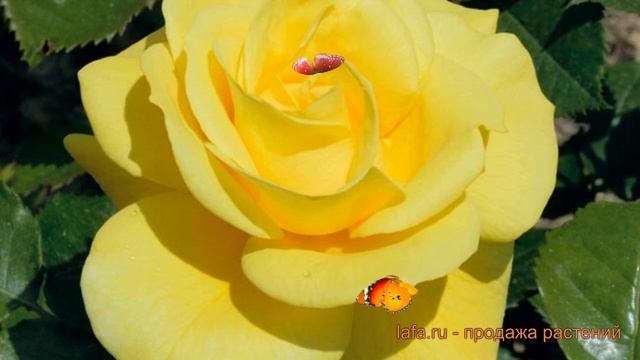 Роза флорибунда Фрезия (rose freesia friesia) ? роза Фрезия обзор: как сажать саженцы розы Фрезия смотреть онлайн