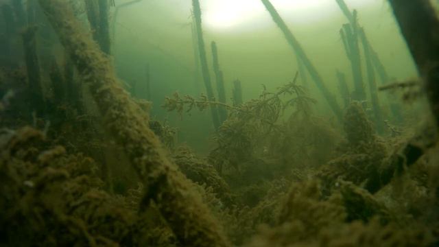 Здоровенный окунь под водой увидел камеру смотреть онлайн