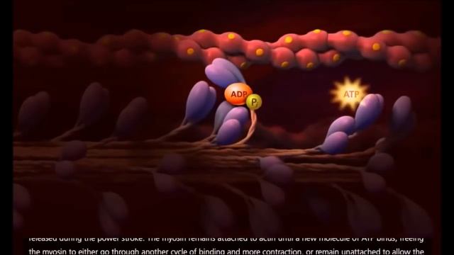 Les molécules impliquées dans la contraction musculaire смотреть онлайн