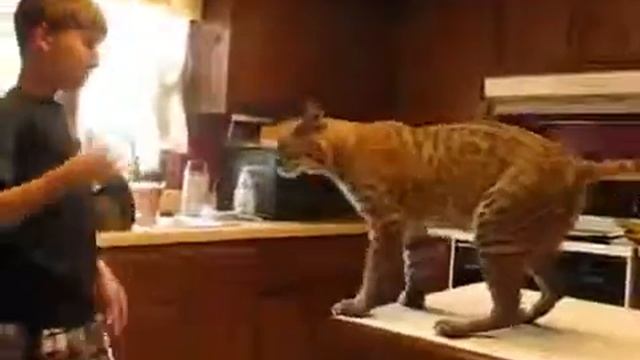 Ласковая рыжая рысь смотреть онлайн