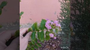 Индийская сирень из черенка. Лагистремия ( Lagerstroemia).