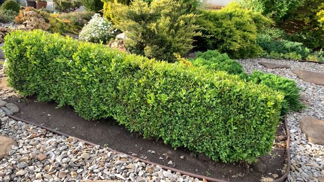 САМШИТ Обязательный уход. Болезни вредители самшита.