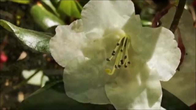 Unchained Melody Rhododendron 2 смотреть онлайн