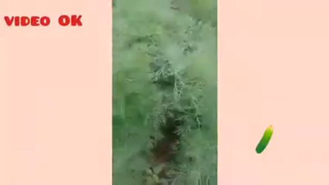ВЛОГ в деревне//МНОГО ягод и ОГОРОД//убрали школу? смотреть онлайн