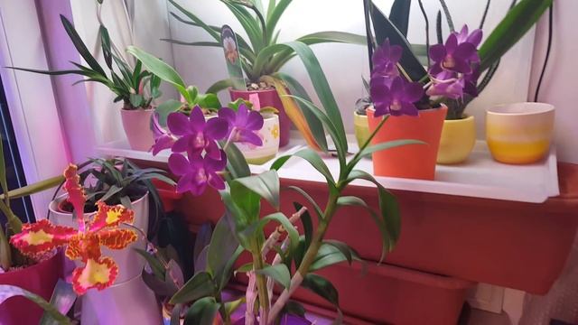 Психопсис Mariposa Three Lip Дендрофаленопсис смотреть онлайн