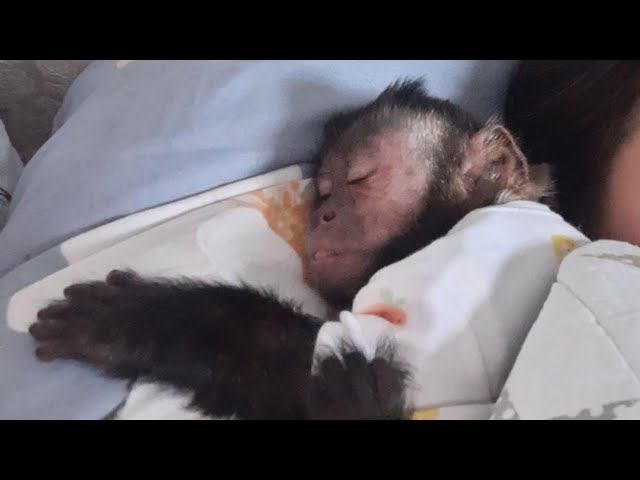 Будни Миланы #monkey #petmonkey #capuchinmonkey