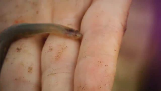 10 River Monsters Caught in the Amazon смотреть онлайн