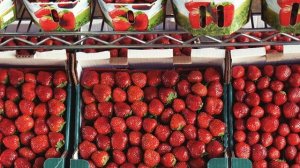 Фермер поделился секретом, как сохранить клубнику свежей как можно дольше