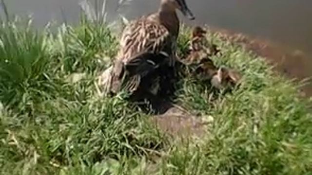 Семейство уток смотреть онлайн