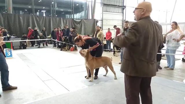 Моно американских бульдогов "Дельта - Пал" 26 ноября 2017 г. смотреть онлайн