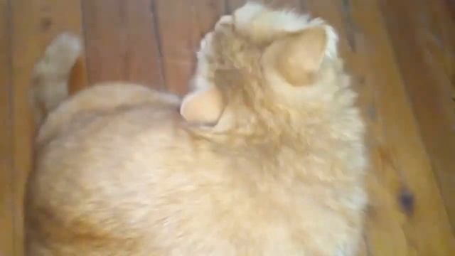 Крещение 2022 / Рецепт пельменного супа/Прогулка с котом/ 18,19 и 24 января/Житейские мелочи Надежд