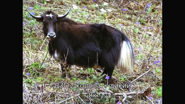Гибридные животные смотреть онлайн