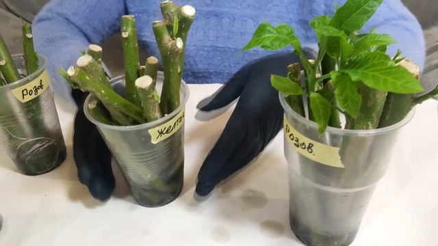Бругмансия. Секреты укоренения и высаживания черенков. смотреть онлайн