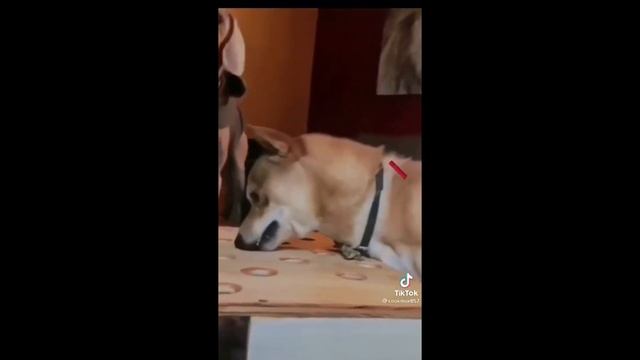 Тик Ток Best 2021 / Июль Выпуск # 10 смотреть онлайн
