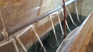 УЗВ установка. Выращивание африканского клариевого сома. Кормление сома