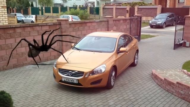 Нашествие пауков смотреть онлайн