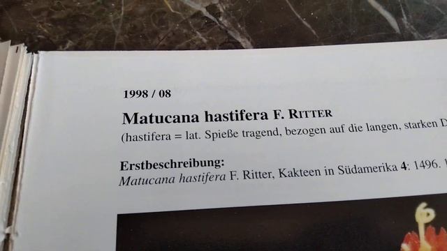 Виды кактусов .Опознание ваших кактусов. 2 часть. смотреть онлайн