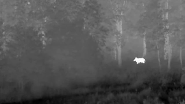 Тепловизор HikVision DS-2TS03-35UFW. "Охота" на кабана. смотреть онлайн